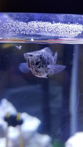 Pet Supply Store «PetSmart», reviews and photos, 2900 I-45, Conroe, TX 77303, USA