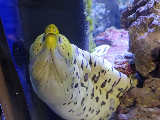 Pet Store «Moby Dick Pet Store Inc», reviews and photos, 3700 Sashabaw Rd, Waterford Twp, MI 48329, USA