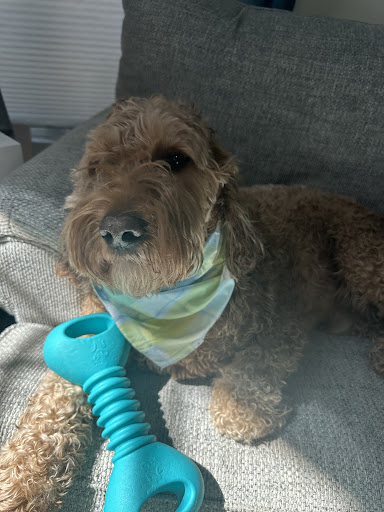 North Country Veterinary Services