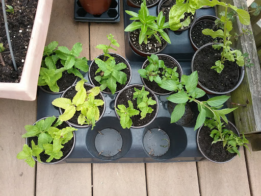 Golf Course «Mount Pleasant Golf Course», reviews and photos, 6001 Hillen Rd, Baltimore, MD 21239, USA