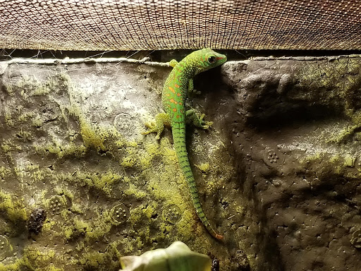 Reptile Store «MOC Reptiles», reviews and photos, 643 NE 125th St, North Miami, FL 33161, USA