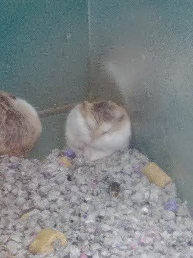 Pet Store «Petsway», reviews and photos, 1717 W Kearney St, Springfield, MO 65803, USA