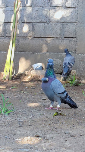 Jual beli burung merpati