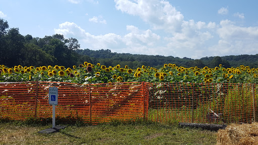 Tourist Attraction «Sussex County Sunflower Maze», reviews and photos, 101 Co Rd 645, Sandyston, NJ 07826, USA