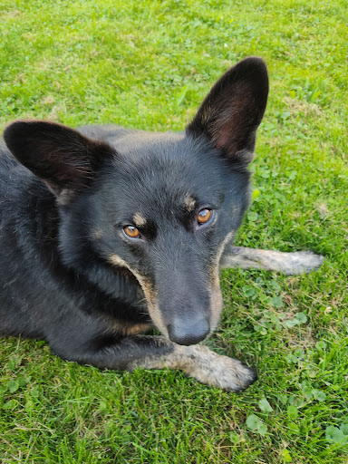 Tierarztpraxis Schnaitheim, Tierärztin Sophia Linke unter Heidenheim, 