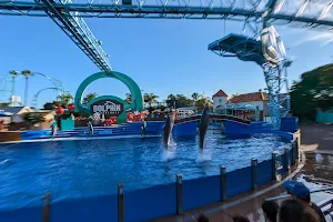 Dolphin Encounter image