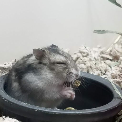 Pet Supply Store «Pet Supplies Plus», reviews and photos, 4500 Arroyo Vista, Livermore, CA 94551, USA