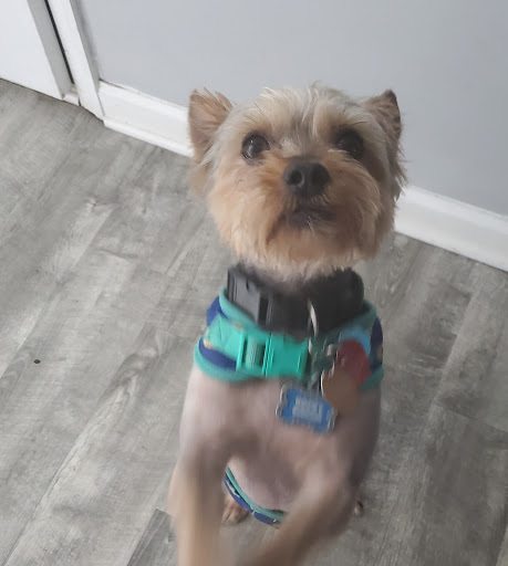 Pet Supply Store «PetSmart», reviews and photos, 9921 Pulaski Hwy, Baltimore, MD 21220, USA