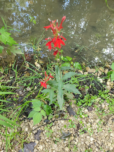 Nature Preserve «Beanblossom Bottoms Nature Preserve - Sycamore Land Trust», reviews and photos, N Woodall Rd, Ellettsville, IN 47429, USA