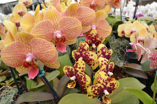 Florist «Dr Delphinium Flower & Orchid House», reviews and photos, 513 W Campbell Rd, Richardson, TX 75080, USA