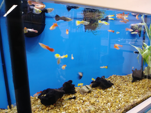 Pet Supply Store «Petco Animal Supplies», reviews and photos, 1011 University Blvd #100, Suffolk, VA 23435, USA