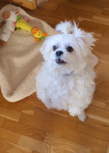 Perro