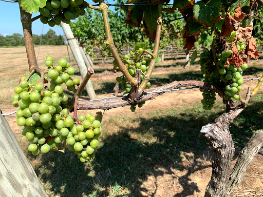 Winery «Kontokosta Winery», reviews and photos, 825 North Rd, Greenport, NY 11944, USA