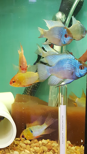 Tropical Fish Store «Aquariums By JJ», reviews and photos, 33 Hamburg Turnpike, Riverdale, NJ 07457, USA