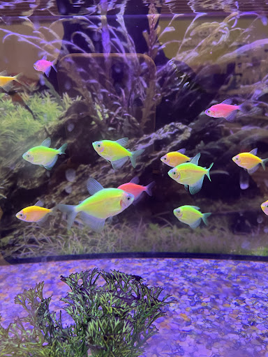 Pet Supply Store «Petco Animal Supplies», reviews and photos, 205 Palm Bay Rd NE #155, West Melbourne, FL 32904, USA