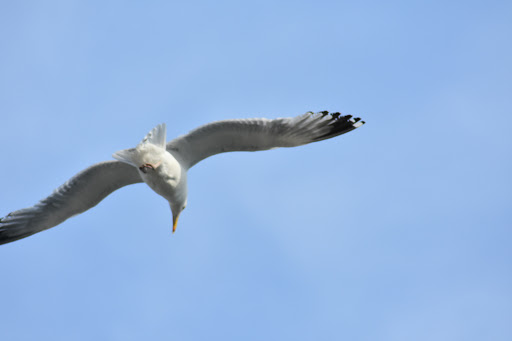 Freight Forwarding Service «Casco Bay Lines», reviews and photos, 56 Commercial St, Portland, ME 04101, USA