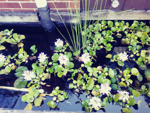 Pet Store «Little Critters», reviews and photos, 2712 Pennsylvania Ave, Weirton, WV 26062, USA