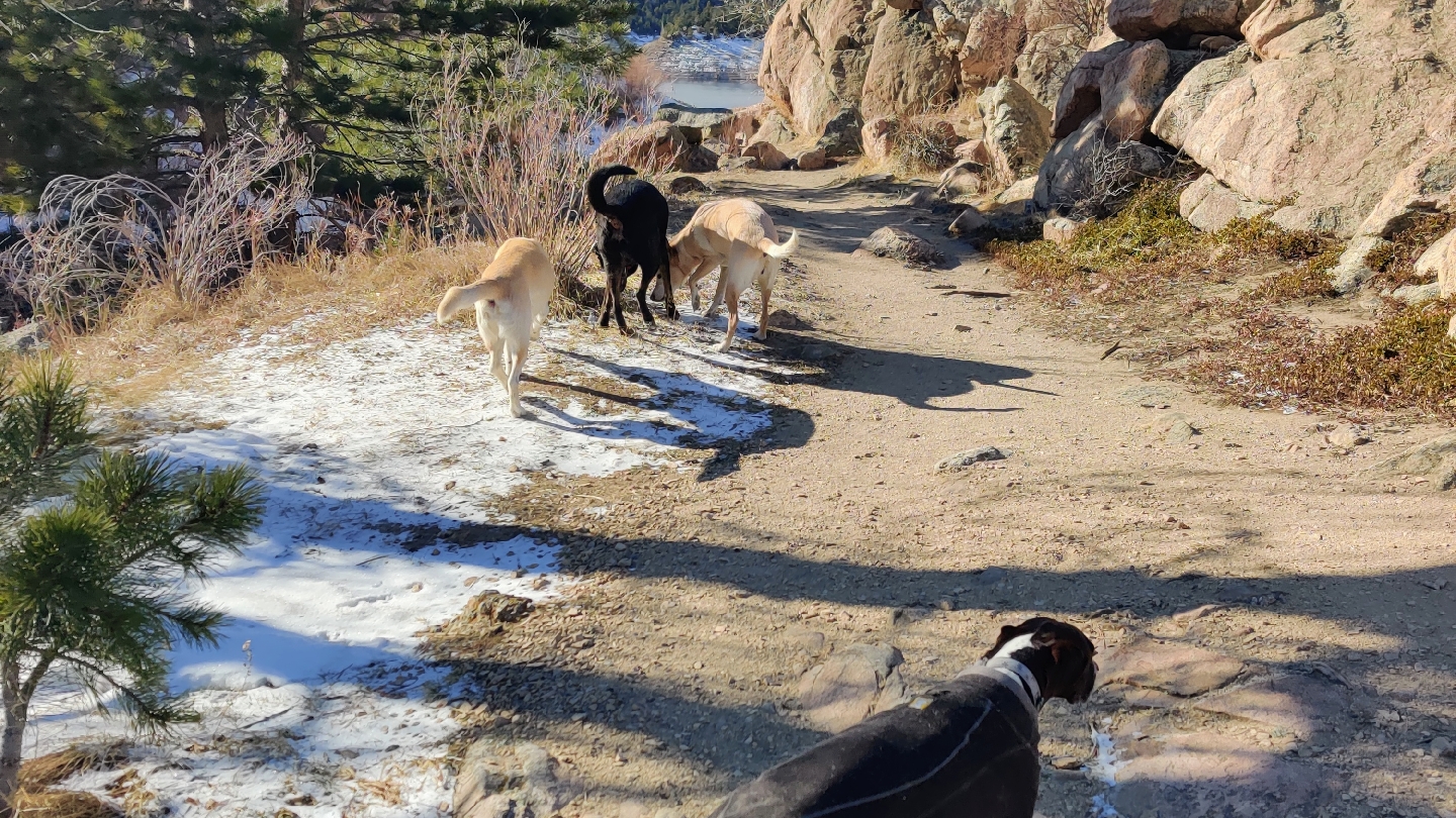 Colorado Yeti Dogs