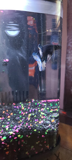 Pet Supply Store «Petco Animal Supplies», reviews and photos, 200 Edwards Blvd b, Lake Geneva, WI 53147, USA