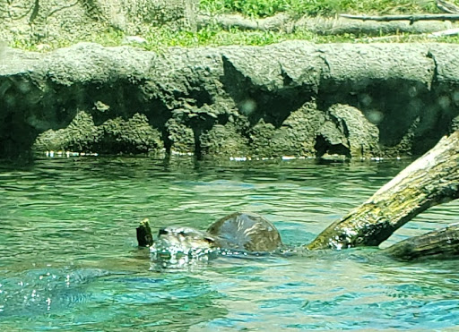 Zoo «Toledo Zoo», reviews and photos, 2 Hippo Way, Toledo, OH 43609, USA