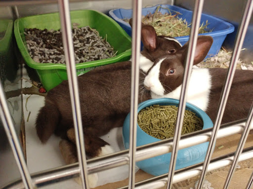 Pet Store «PetSmart», reviews and photos, 3957 Vineyard Dr, Dunkirk, NY 14048, USA