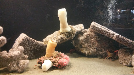 Aquarium «Seaside Aquarium», reviews and photos, 200 N Prom, Seaside, OR 97138, USA
