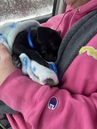 Pet Supply Store «Blue Seal Feeds Inc», reviews and photos, 876 Stillwater Ave # 1, Bangor, ME 04401, USA