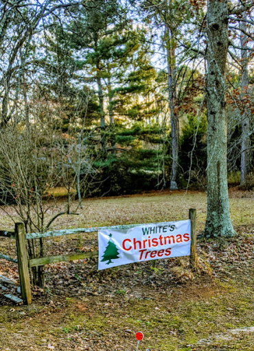 Christmas tree farm Athens