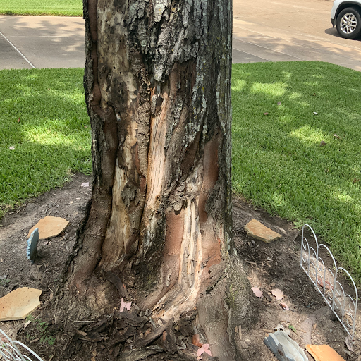 Tree pruning Houston