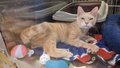 Pet Supply Store «PetSmart», reviews and photos, 14025 SW 88th St, Miami, FL 33186, USA