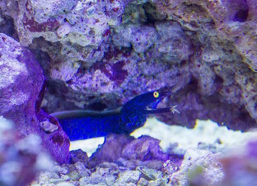 Pet Store «Pet Country», reviews and photos, 2665 Donaghey Ave #106, Conway, AR 72032, USA