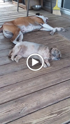 Ice Cream Shop «Rodeo Whip», reviews and photos, 1250 S Woodland Blvd, DeLand, FL 32720, USA