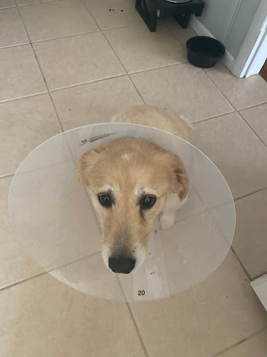 Pet Supply Store «Petco Animal Supplies», reviews and photos, 993 Branson Hills Pkwy, Branson, MO 65616, USA