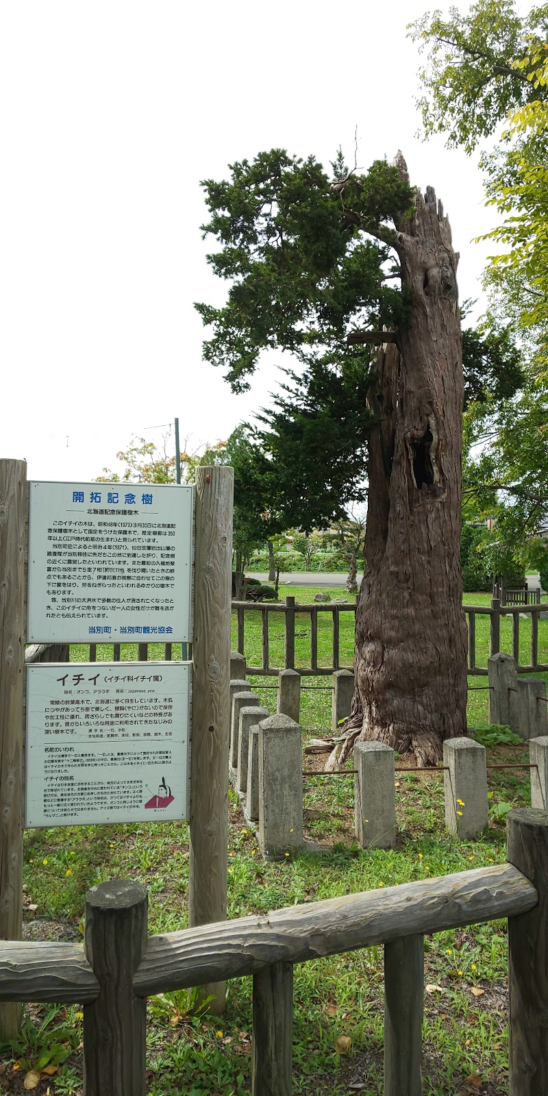 当別町開拓記念保護樹木