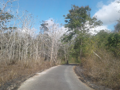 Amarasi Forest