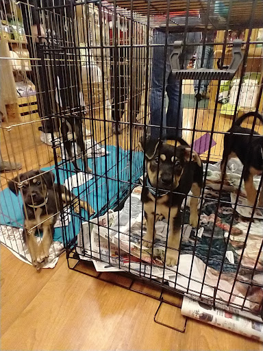 Pet Supply Store «Chew On This – A Bentley’s Pet Stuff Company», reviews and photos, 21 Ash St, Frankfort, IL 60423, USA