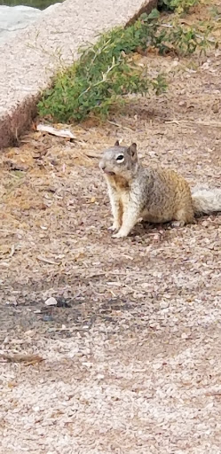 Park «Evelyn Hallman Park», reviews and photos, 1900 N College Ave, Tempe, AZ 85281, USA