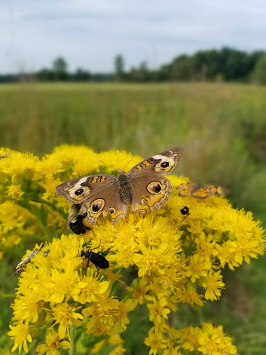 Nature Preserve «Sweet Arrow Reserve», reviews and photos, 789 Little Sugarcreek Rd, Sugarcreek Township, OH 45440, USA