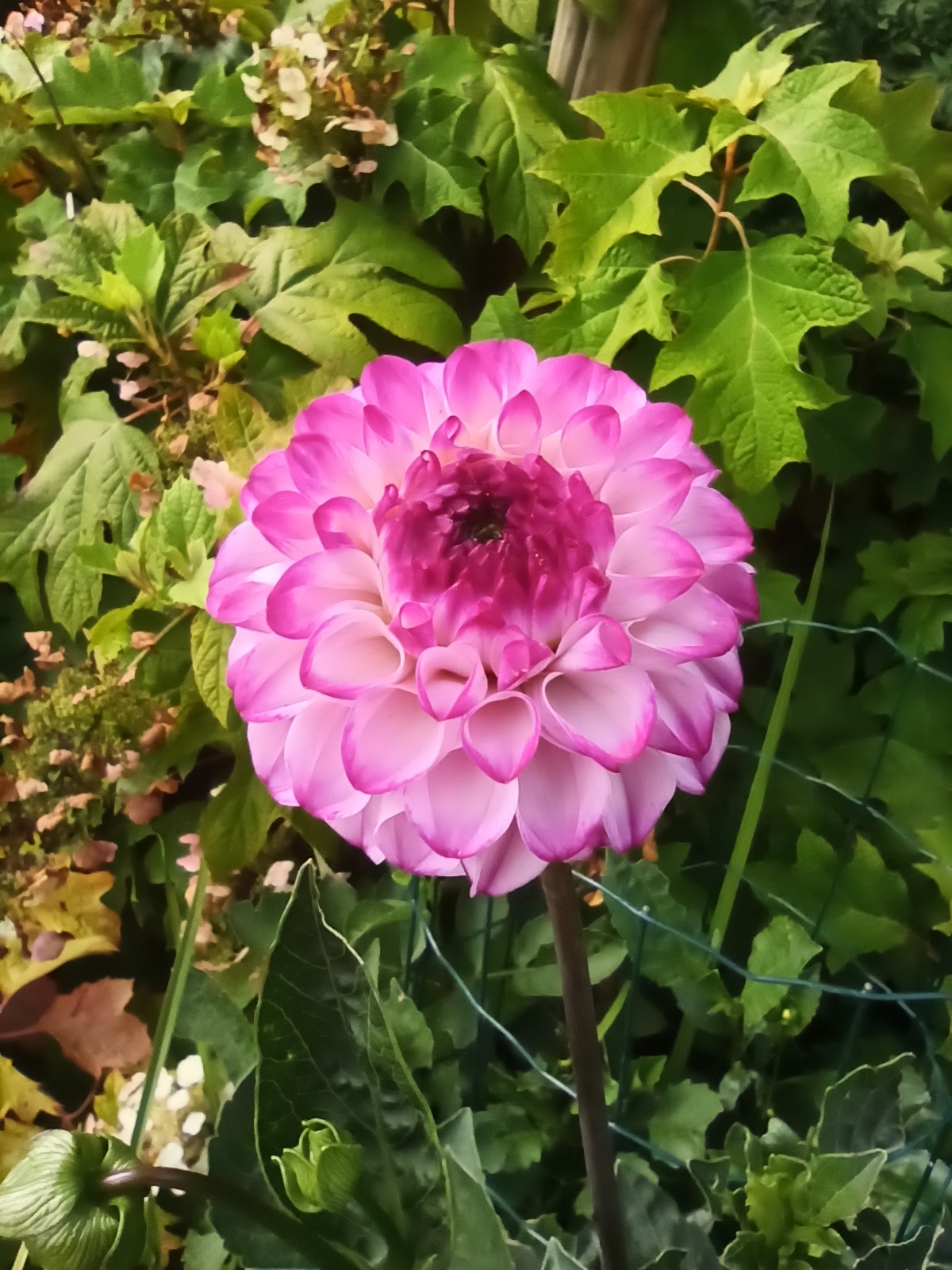 Photo n° 2 de l'avis de Christelle.o fait le 10/07/2020 à 15:19