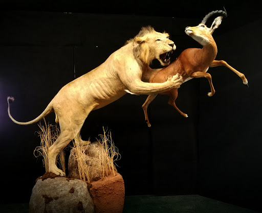 Taxidermist «HighPoint Taxidermy And Outfutters», reviews and photos, 14860 OH-13, Thornville, OH 43076, USA