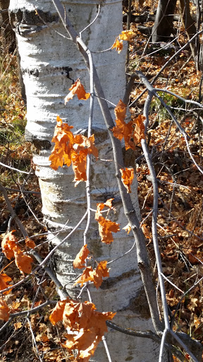 Amusement Park Ride «Park City Alpine Slide», reviews and photos, 1345 Lowell Ave, Park City, UT 84060, USA