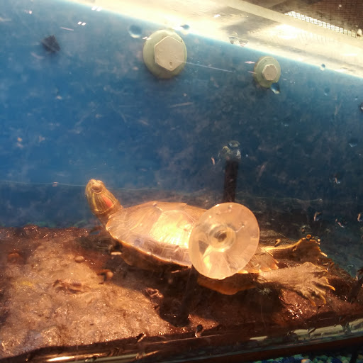 Pet Supply Store «PetSmart», reviews and photos, 1238 Putty Hill Ave, Towson, MD 21286, USA