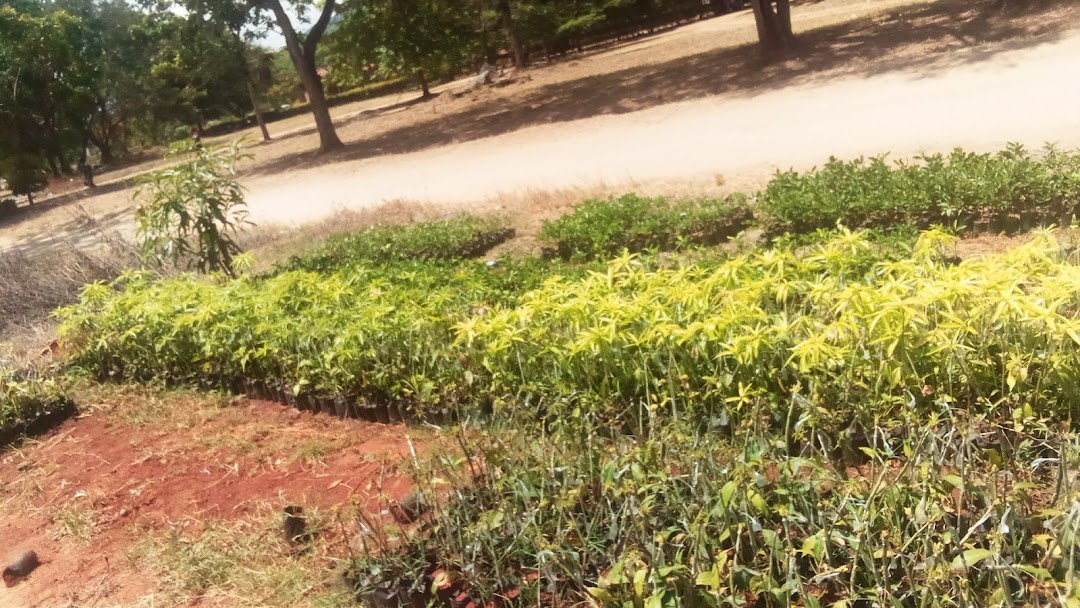 Mazimbu garden