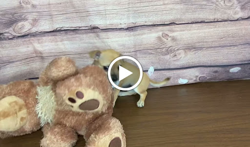 Pet Store «Puppy Love», reviews and photos, 4802 Valley View Blvd NW Uf290, Roanoke, VA 24012, USA