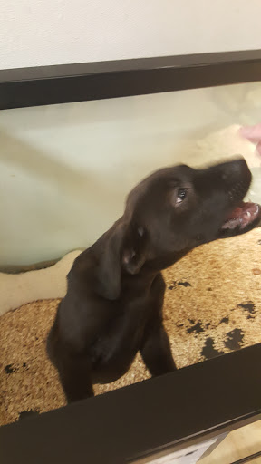 Pet Store «Critter Cabana», reviews and photos, 516 E 1st St, Newberg, OR 97132, USA