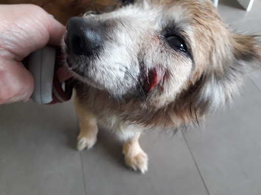 Clínica Veterinaria Campos en Campos