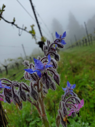 Winery «Sokol Blosser Winery», reviews and photos, 5000 NE Sokol Blosser Ln, Dayton, OR 97114, USA