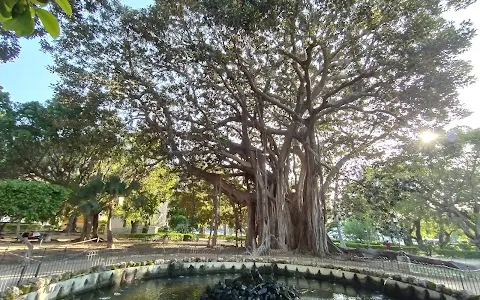 L’albero dei 150 anni dell’Unità d’Italia (Ficus Macrophylla Subsp) image