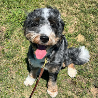 Daniel Island Paws and Claws - Photo 9 - Car repair in , North Charleston