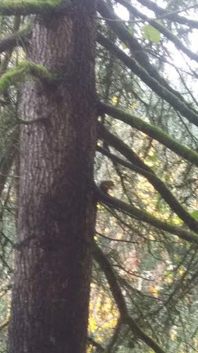 Park «Foege Park», reviews and photos, 125 NW Cedar Hills Blvd, Portland, OR 97229, USA